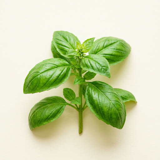 Basil fragrance note