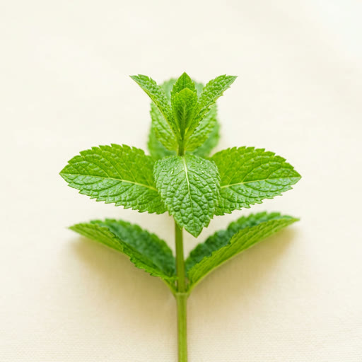 Mint fragrance note